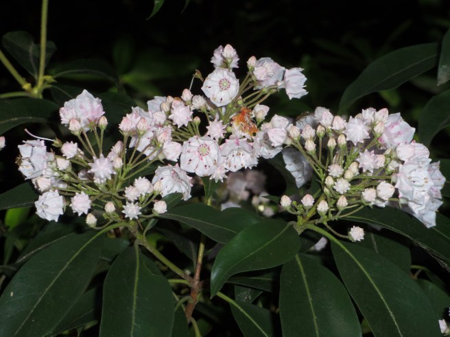 Mountain laurel have taken hold in our Quaker burial ground. Now, if I could only get them to do likewise in our yard.