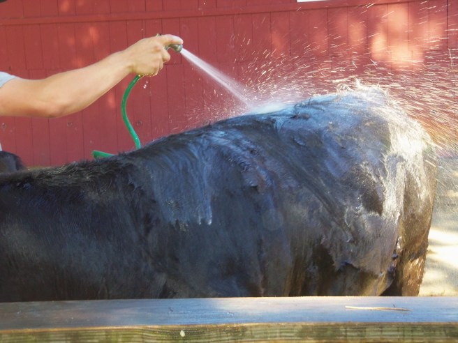 It's fair time across much of America, and for many participants, that means getting their livestock to look their best for judging. 