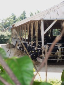 It's late afternoon, probably after the milking. 