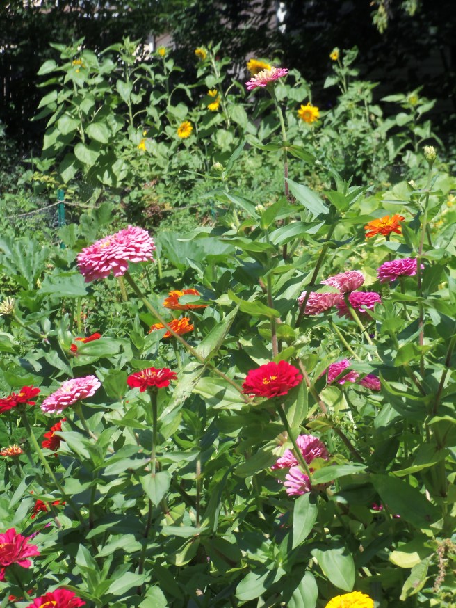 While the flowers demand attention from a block down our street, we've found an even better reason to have them: the hummingbirds have a special fondness for bright zinnias in addition to the sunflower trail behind them.