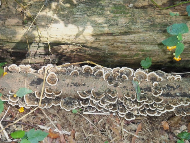 To my eyes, the fungus growing along a rotting branch on the ground appears to be a foaming substance in contrast to the log beside it.