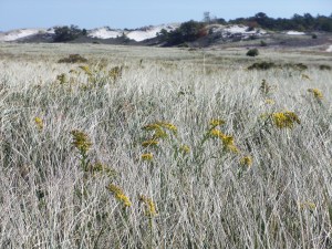 Here's a view looking into a dune behind the beach.