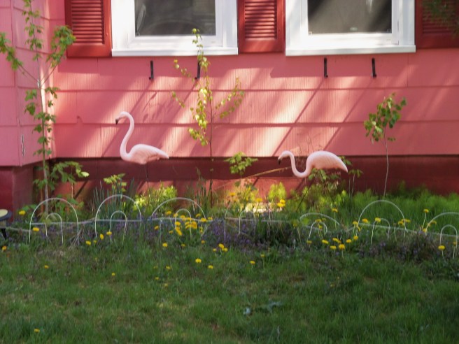 Don't mock these humble birds. They're great fundraisers, as I remarked in a post the other day. Now he's the rest of the story, the one I thought I'd published long ago ... but hadn't.