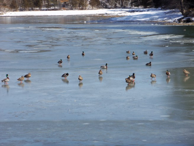 It's always amusing. Here, they could be swimming in open water just feet away.