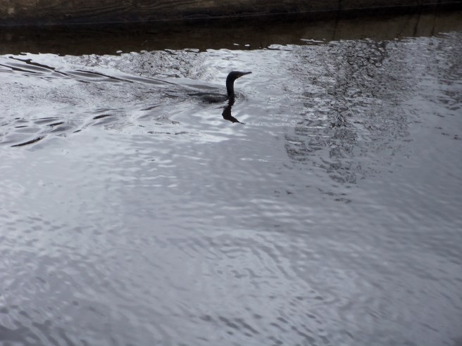 A cormorant cruises along the top of the Cocheco Falls dam in downtown Dover, New Hampshire.