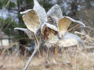 Natural sculpture on a stick.