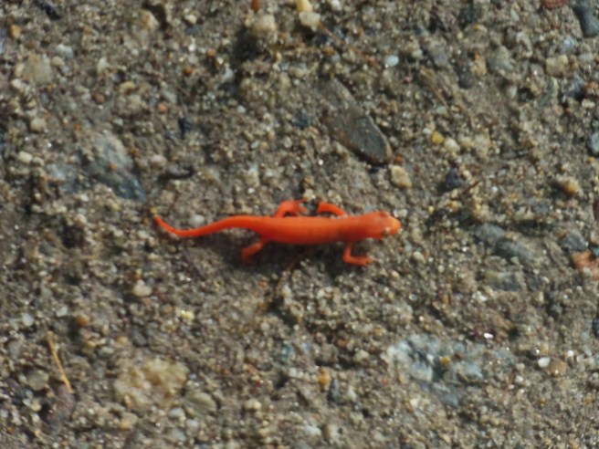 A small lizard, part of a family of reptiles informally called skinks, rests on the roadway. At least I assume it's a skink. I'll leave the final identification to others. It's under two or three inches in length.