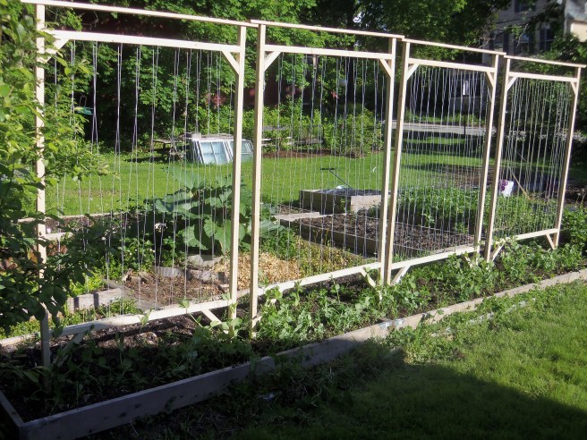 As gardeners know, growing peas can be a challenge. The vines like to climb and tangle ... and they get heavy. This year, thanks to elder daughter, a new design has appeared in our beds. It's quite elegant, I think.