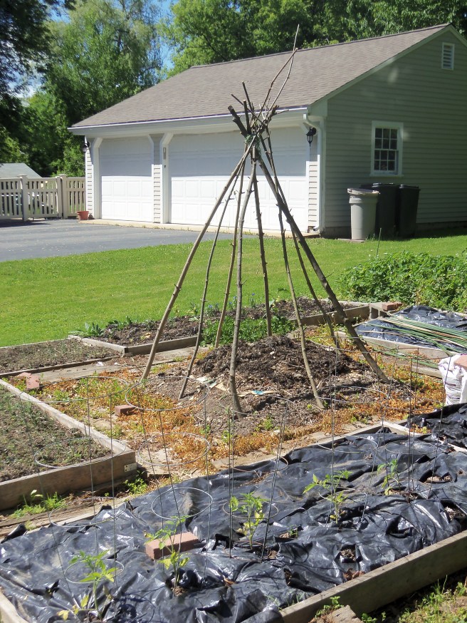 We're trying a new approach with our bean-pole beans this year. They'll be climbing a tepee. The poles were obtained mostly by thinning the hedges at the back of the yard.
