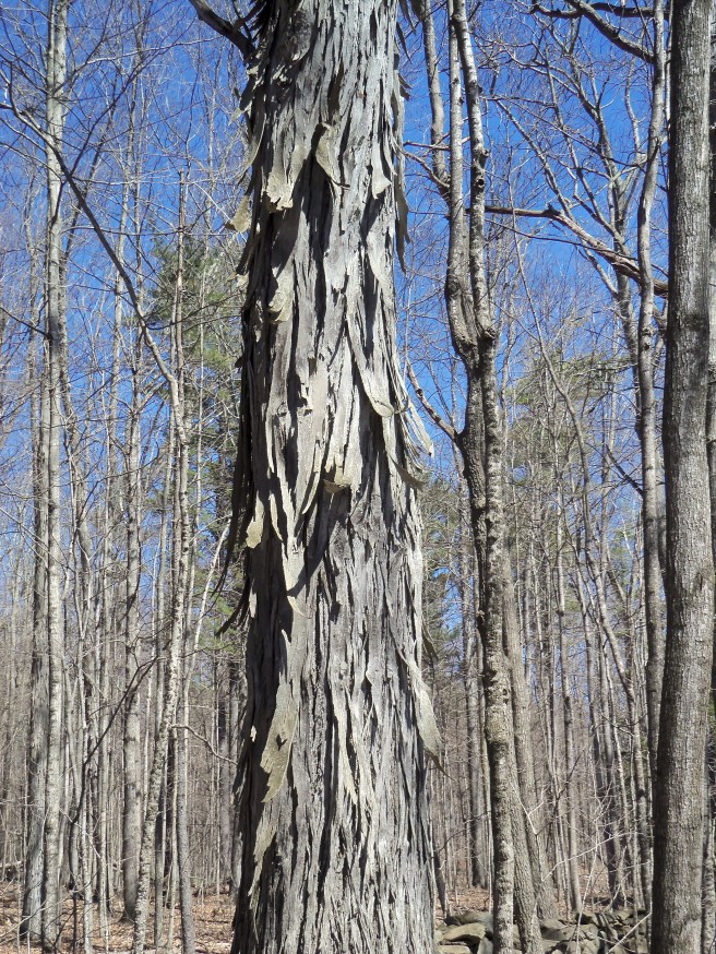 The distinctive bark on the trunk makes for easy identification.