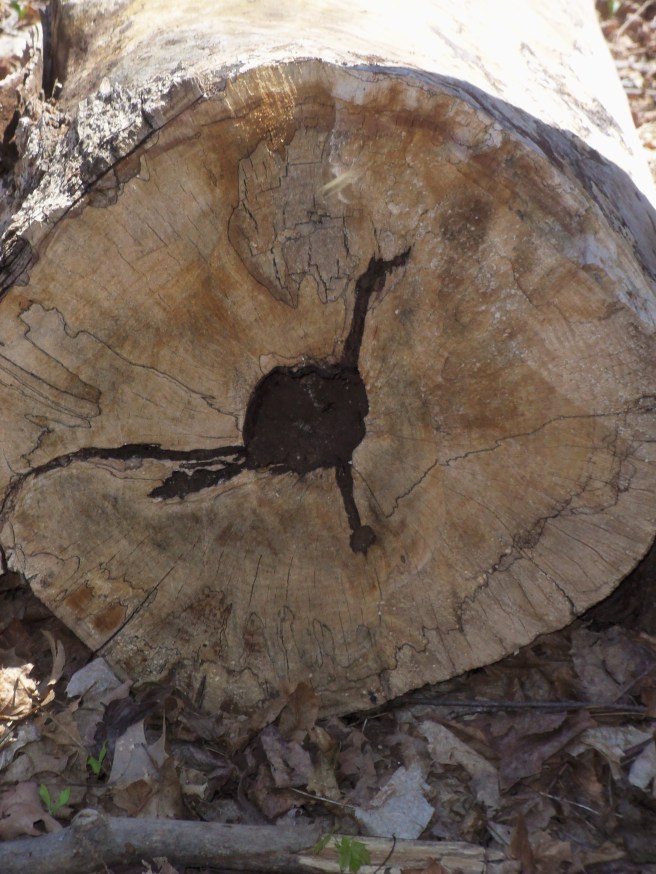 This log appears to have a legendary bird from the American Southwest carved into the wood. Most of us know him from the Saturday morning cartoons of our youth.