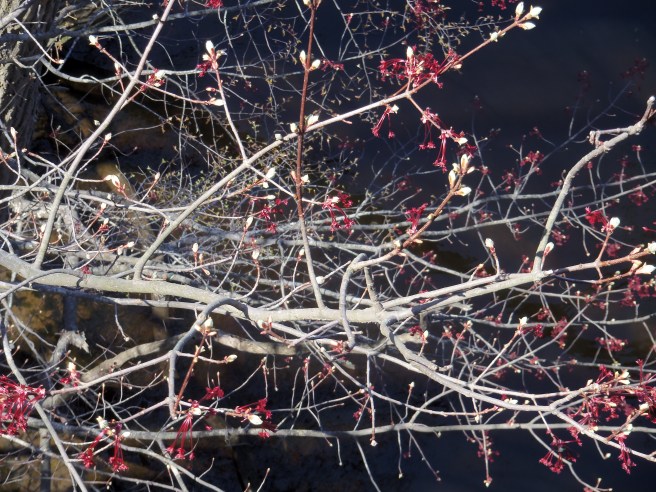 Spring's on the way. 