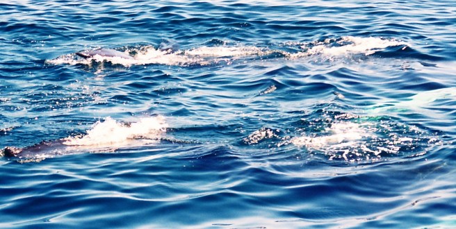 The whales have the most beautiful light blue underbellies, visible if you get close enough.