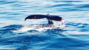Humpback, launching a deep dive.