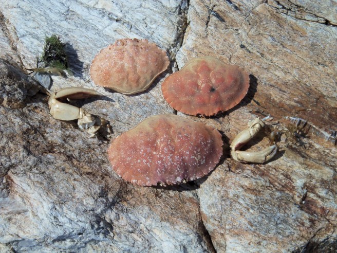 An ocean beach presents colorful bits to the eye.