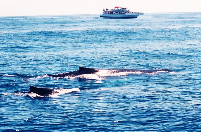 Often, several whale watch tours will circle in the same vacinity.