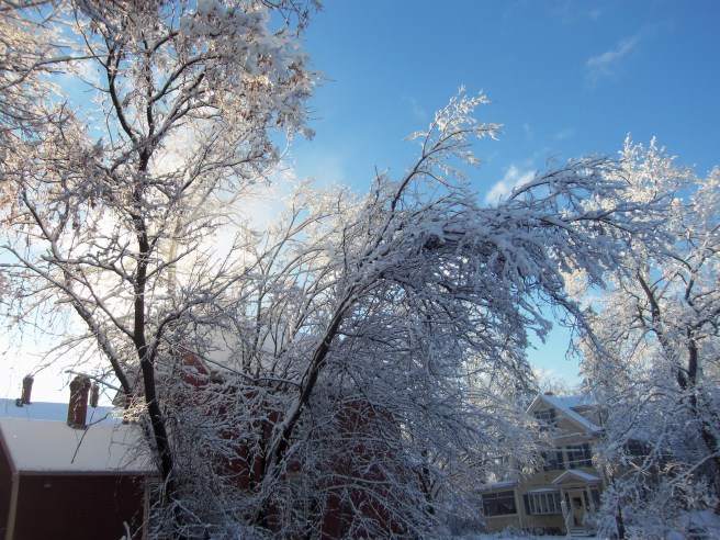 It's a lot of weight stressing those branches. Falling limbs through the night had the power flickering. We were lucky, though, the lines kept running.