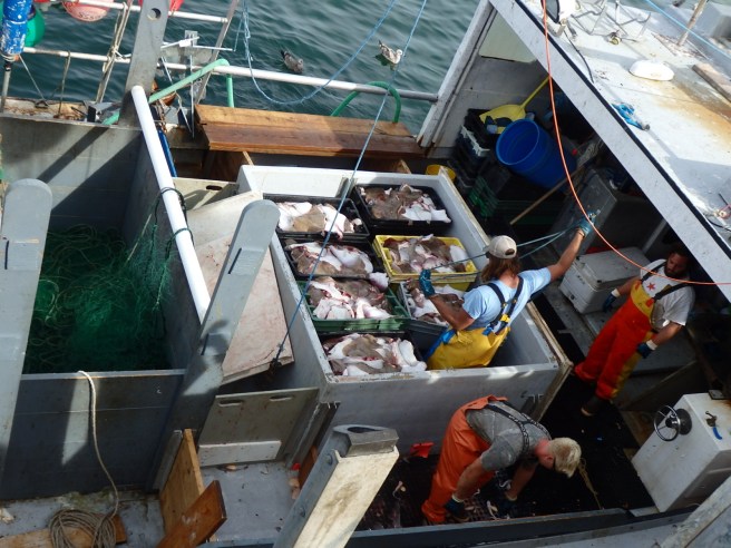 Dayboat fishermen unload their haul at the Chatham Fish Pier on Cape Cod. The now endangered commercial fishing industry formed a foundation of New England's economy.
