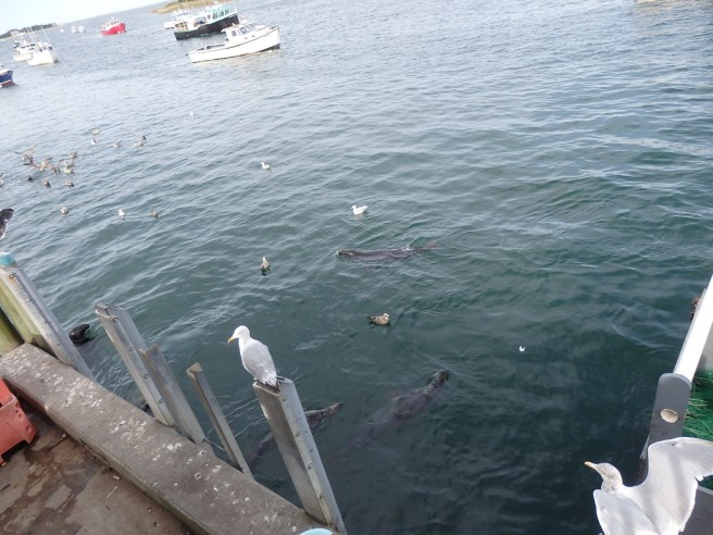 Seeing four at once is common here. Another had just dived where the gulls now flock. 
