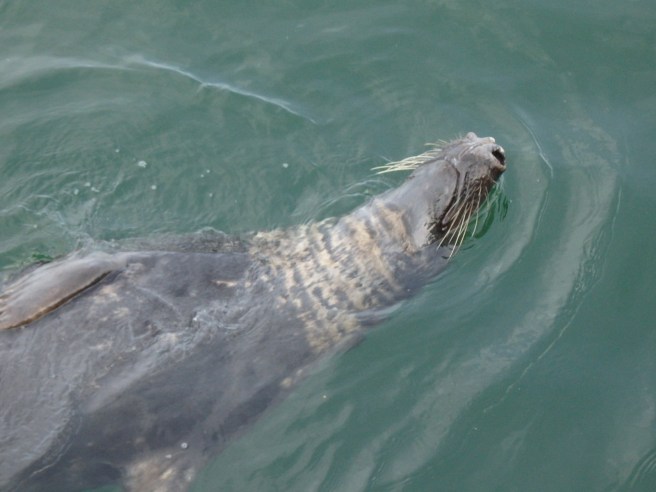They seem to enjoy the backstroke. So do I. 