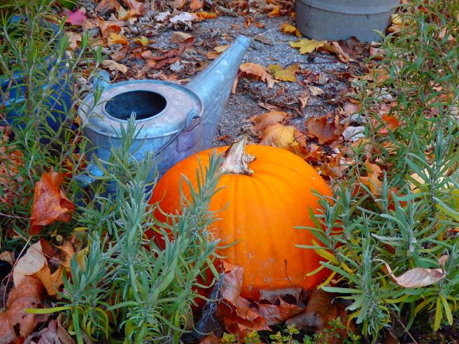 A pumpkin sits amid fallen leavens and pots of rosemary in front of the barn. It strikes me as an emblem of October where we live. 