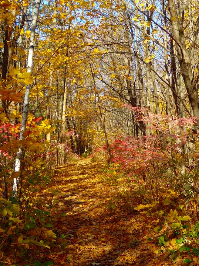 The Community Trail follows an old rail line right through the heart of Dover. 