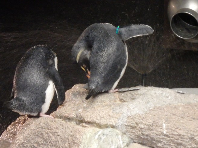 Penguins at the New England Aquarium take utter delight in the periodic rounds of spray around their pool. 