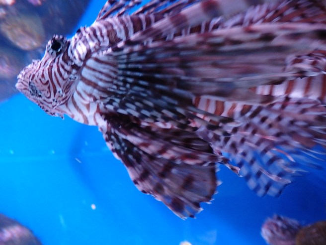 Somehow, I'm reminded of a butterfly. 