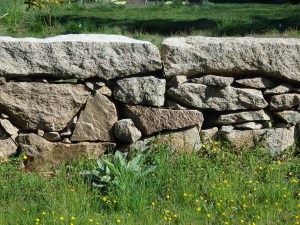 A widespread emblem of New England. 