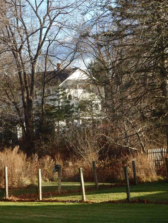 Here's a view, one backyard to another, only a few blocks from our house. Looks a lot wilder than it is. 