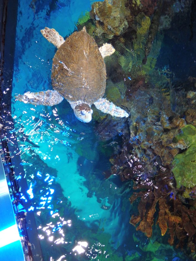 New England Aquarium. 