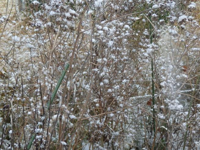 Fennel seeds dusted in snow. 