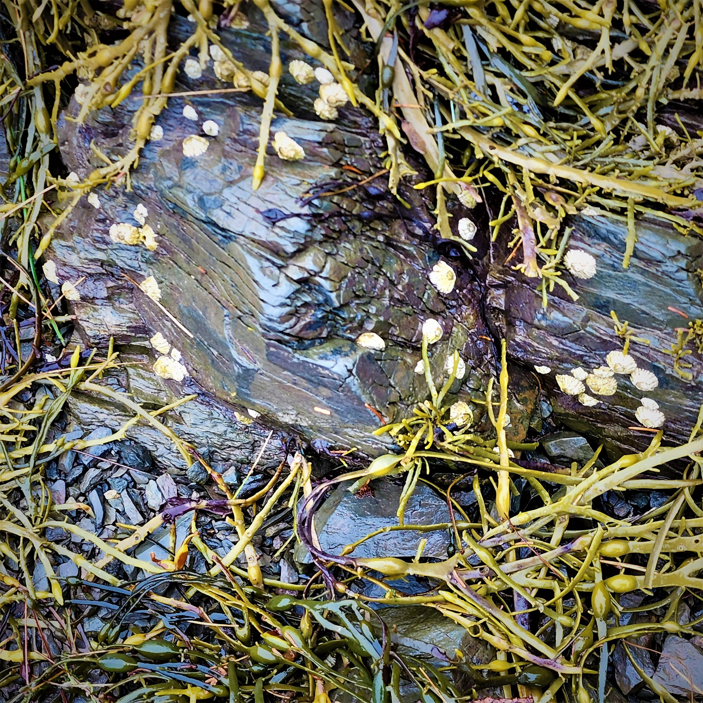 Barnacles – Jnana's Red Barn