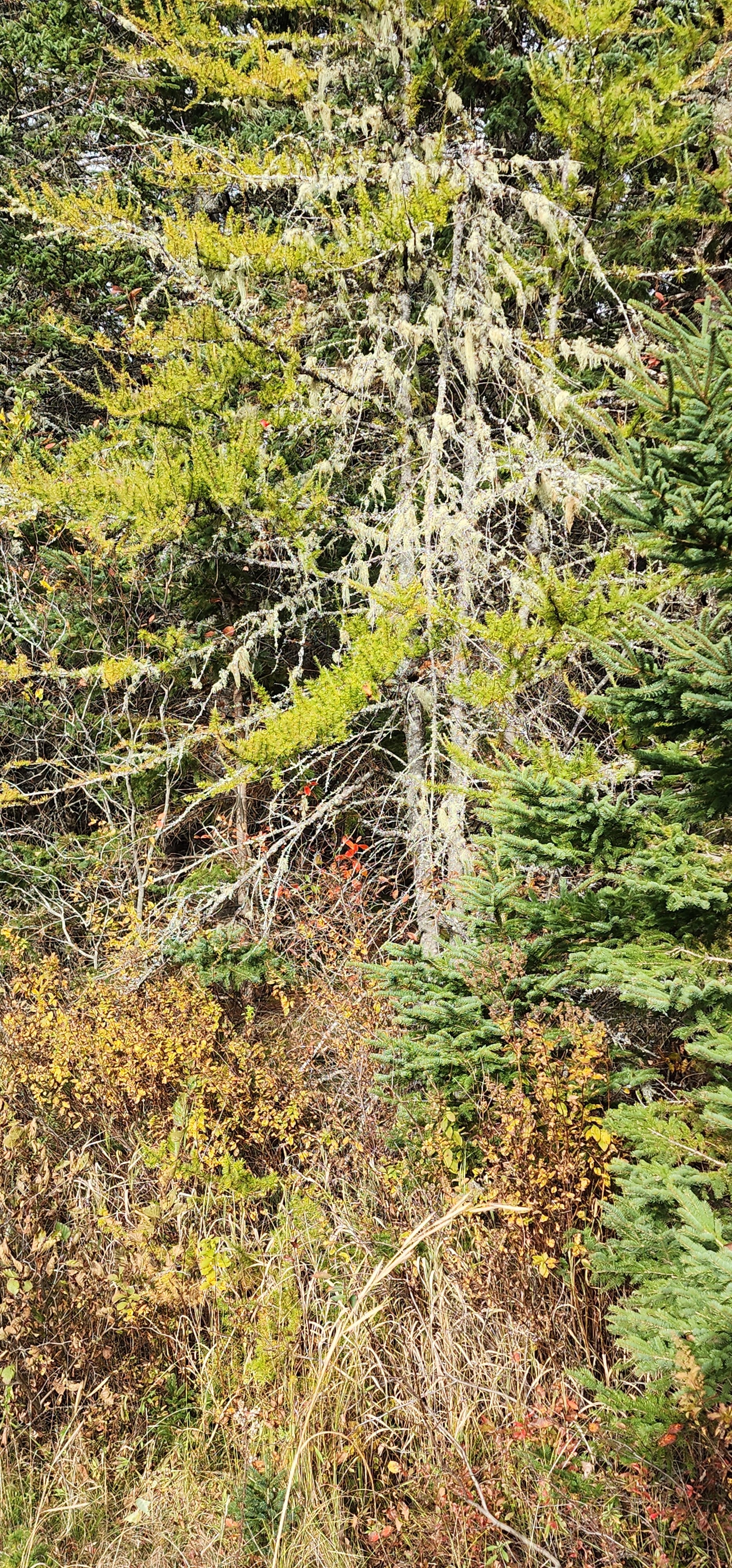 Natural Drapery Natural drapery – Jnana's Red Barn